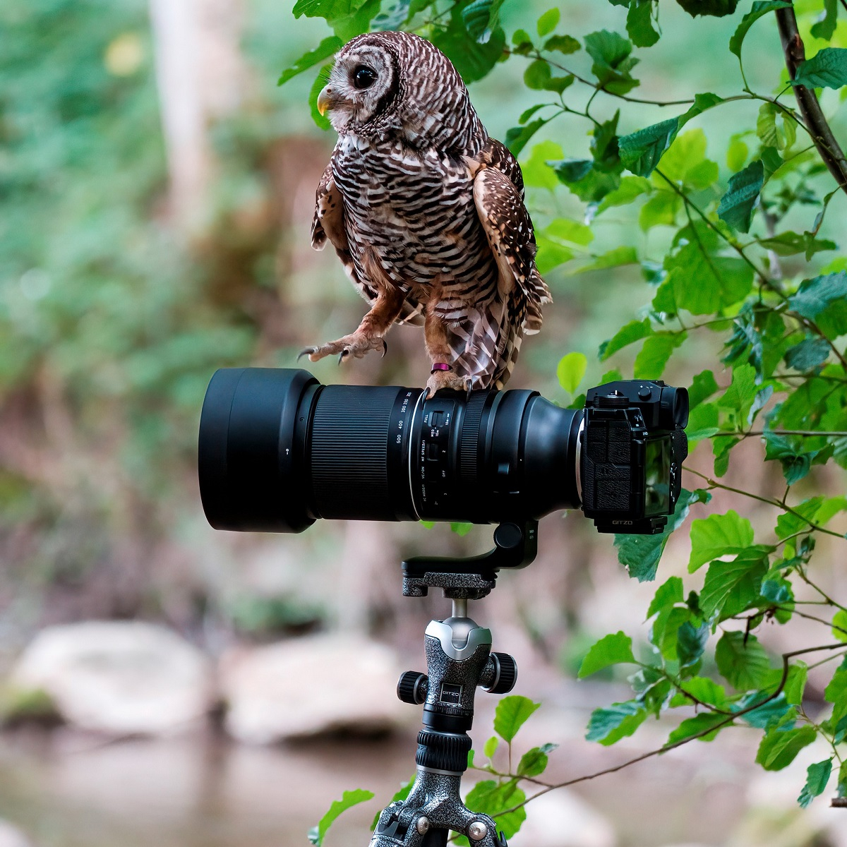 Tamron 150-500mm F/5-6.7 Di III VC VXD for Fujifilm X