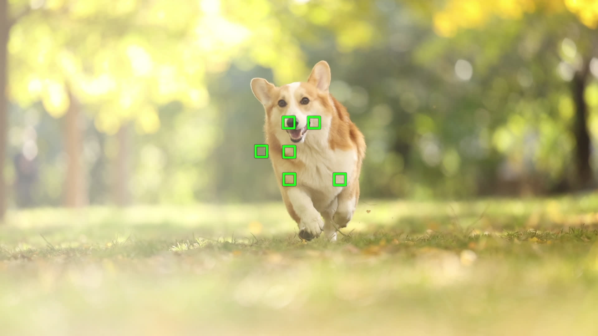 What Is Autofocus? How Autofocus Works, AF Modes and Focus Areas Explained