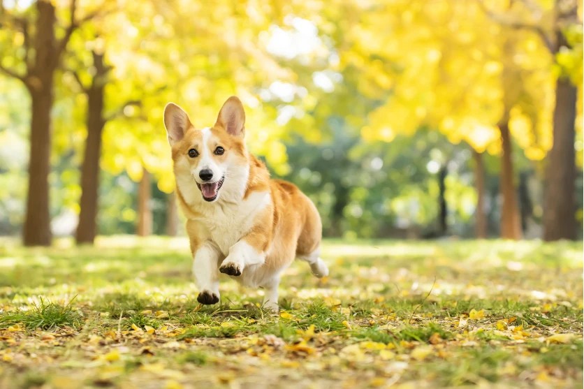 How to Photograph Dogs and Cats: Settings, Light and Lens Choices for Better Pet Photos