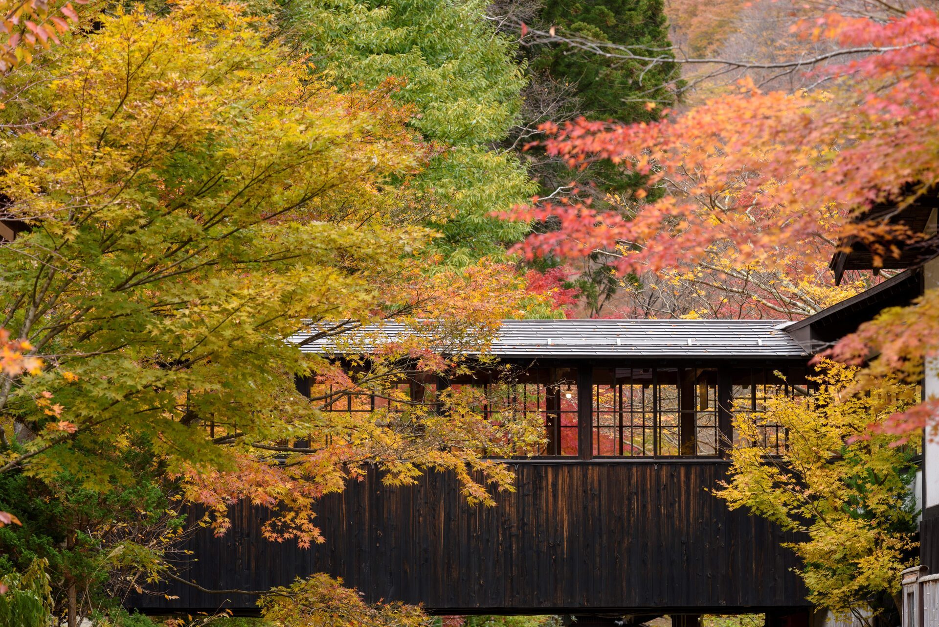 Autumn Photography Tips: How to Capture Stunning Autumn Leaf Photography in South Africa