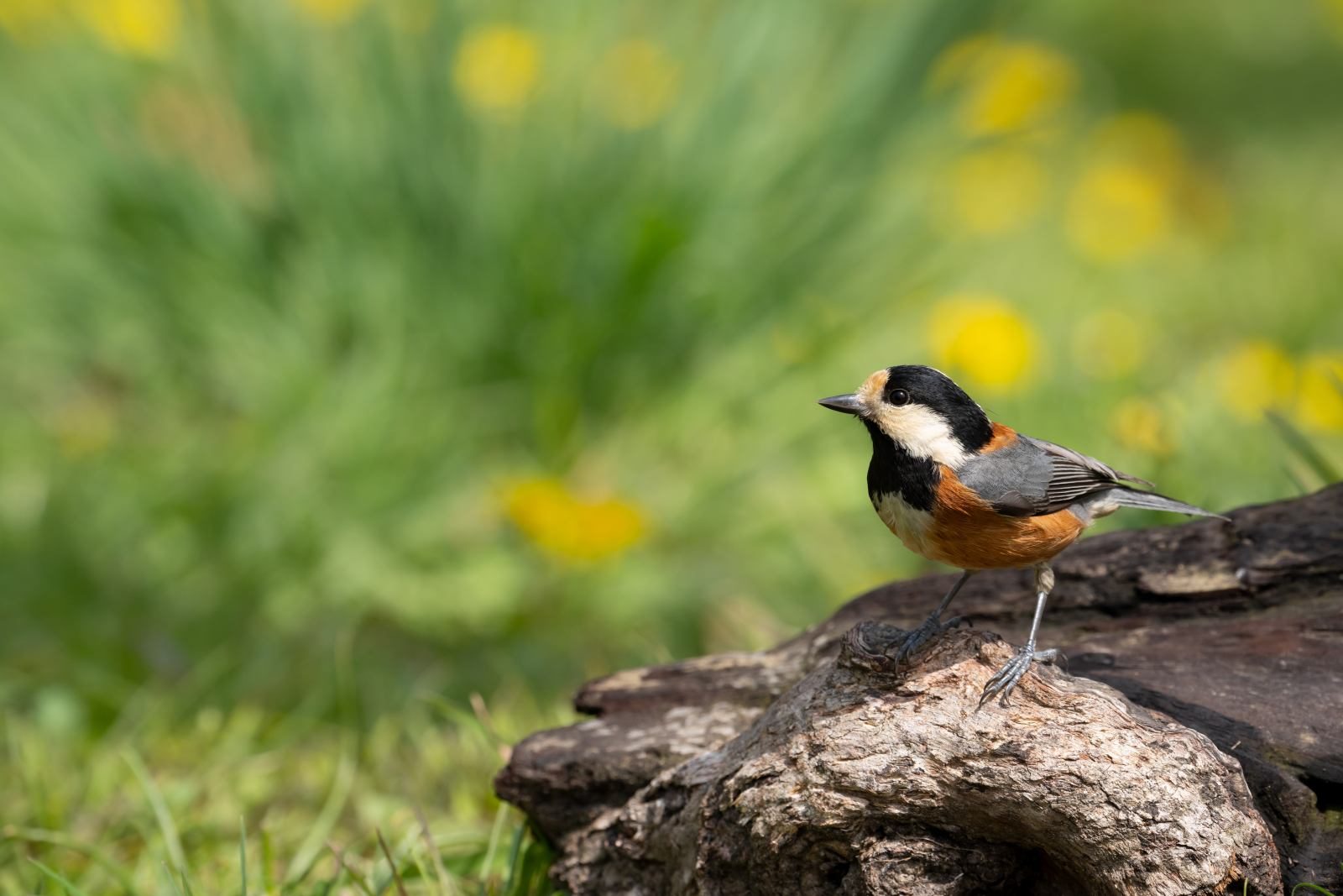 Bird Photography in South Africa: How to Choose a Lens and Take Better Photos