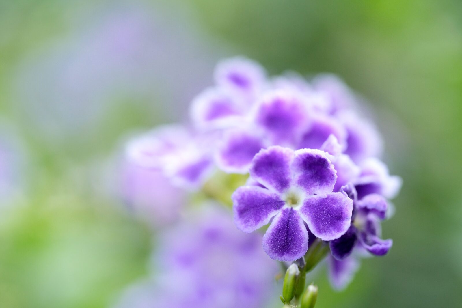 Macro Lens Photography in South Africa: How to Shoot Flowers and Insects, and How to Choose the Right Lens