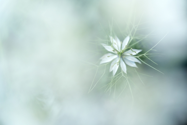 Lens used: Model F072<br>Focal length: 90mm<br>Exposure: F2.8 1/400 sec